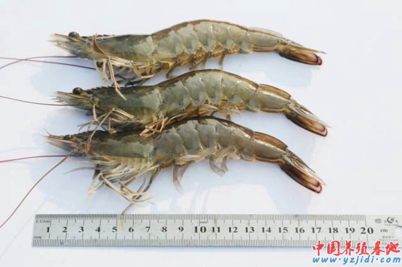 微生态制剂：构筑健康屏障的新宠