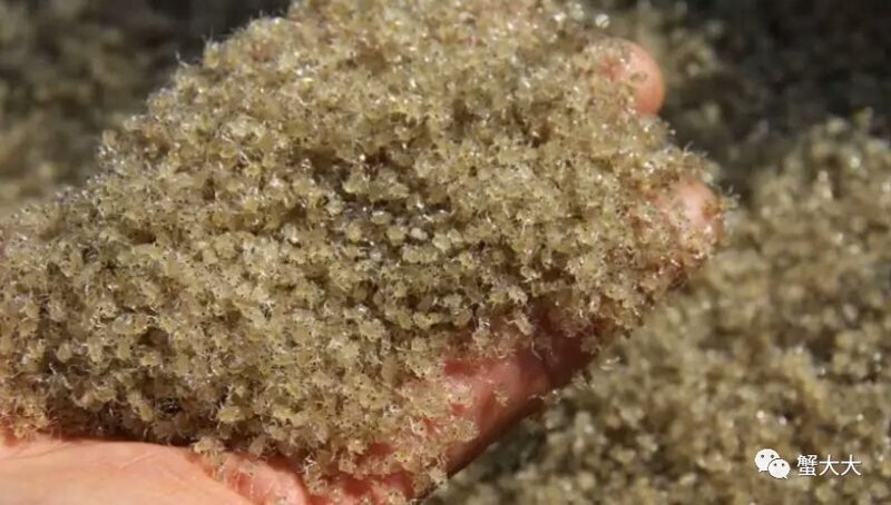 海洋生物制品——生命与科技交织的未来篇章